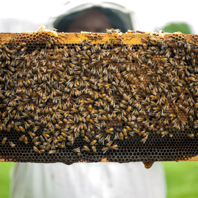 Bee Keeping Training